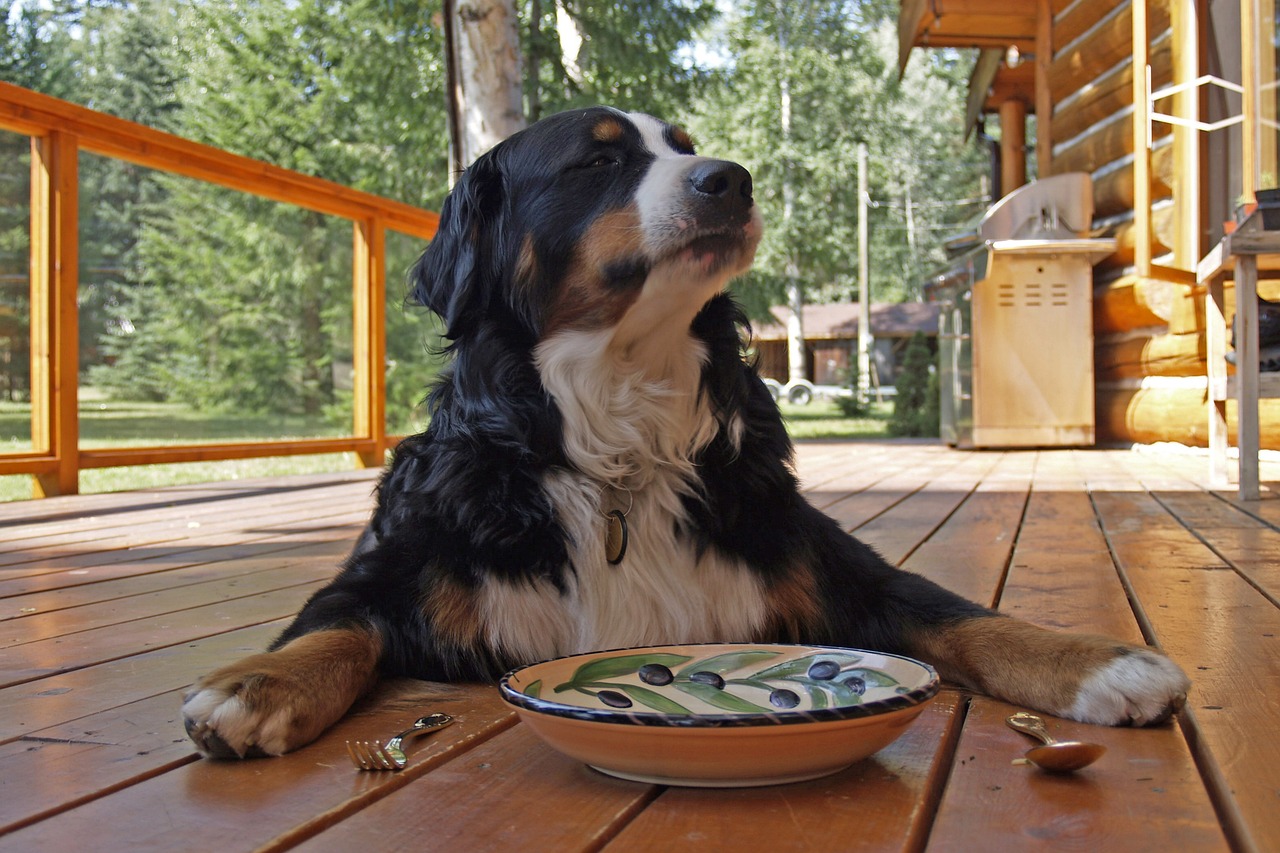 How to Find Pet-Friendly Restaurants on the Go